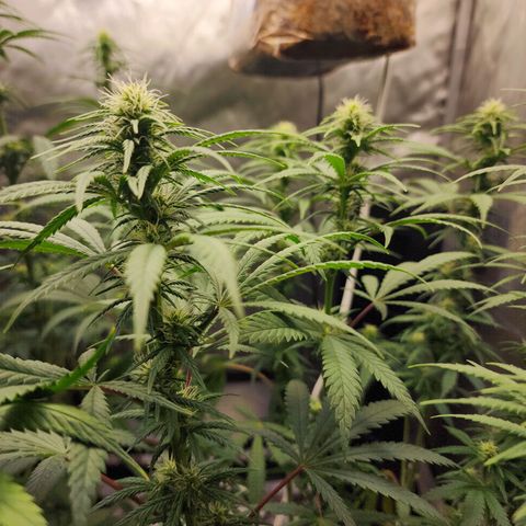 Juicy Fruit #3 growlog timeline photo