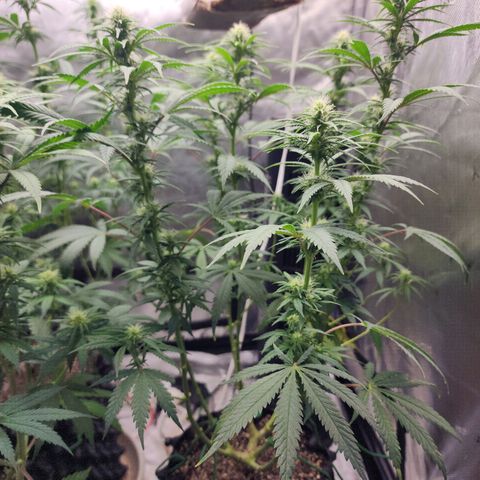 Juicy Fruit #3 growlog timeline photo