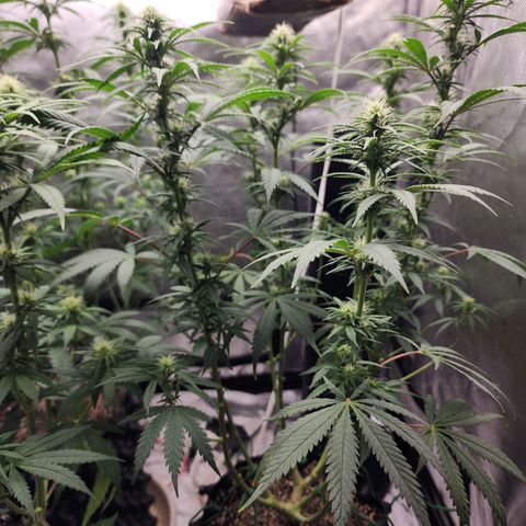 Juicy Fruit #3 growlog timeline photo