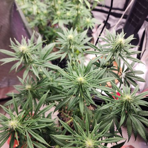 Juicy Fruit #3 growlog timeline photo