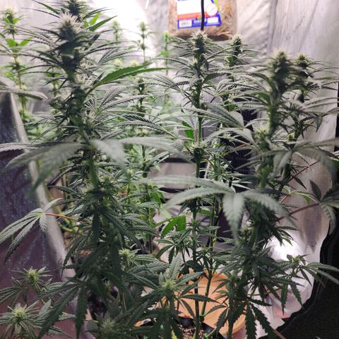 Juicy Fruit #3 growlog timeline photo