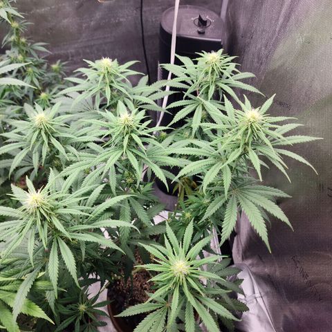 Juicy Fruit #3 growlog timeline photo