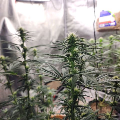 Juicy Fruit #2 growlog timeline photo