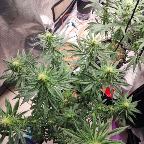 Juicy Fruit #2 growlog timeline photo
