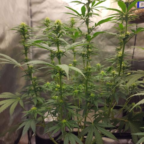Juicy Fruit #2 growlog timeline photo