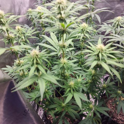 Juicy Fruit #2 growlog timeline photo