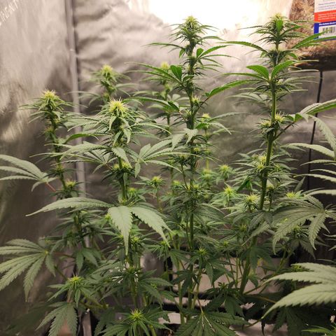 Juicy Fruit #2 growlog timeline photo
