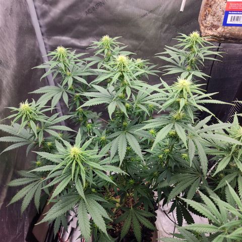 Juicy Fruit #2 growlog timeline photo