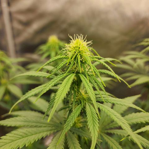 Juicy Fruit #2 growlog timeline photo