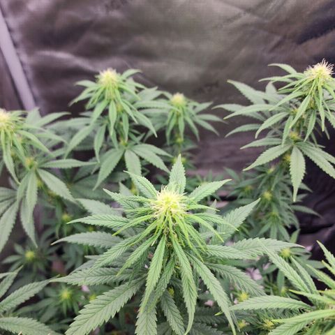 Juicy Fruit #2 growlog timeline photo