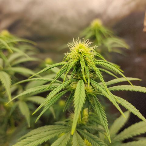 Juicy Fruit #2 growlog timeline photo