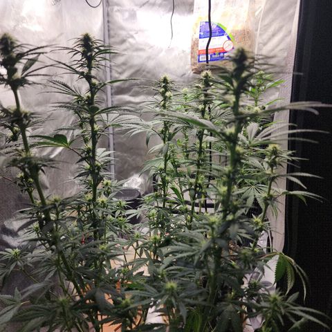 Juicy Fruit #2 growlog timeline photo