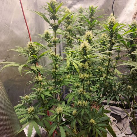 Juicy Fruit #1 growlog timeline photo