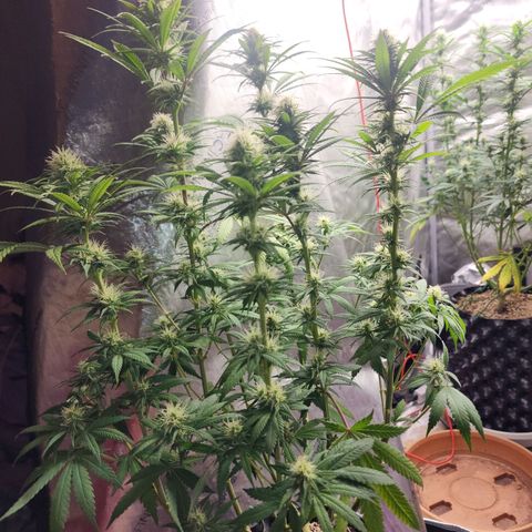 Juicy Fruit #1 growlog timeline photo
