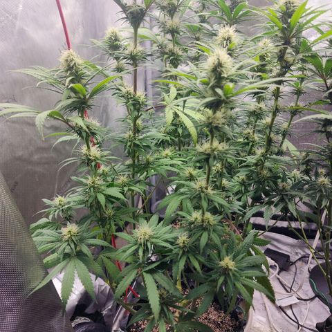 Juicy Fruit #1 growlog timeline photo