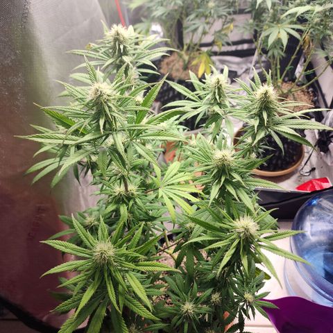 Juicy Fruit #1 growlog timeline photo