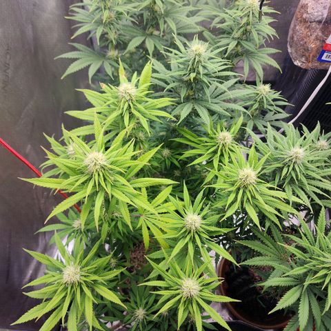Juicy Fruit #1 growlog timeline photo