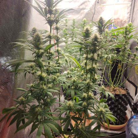 Juicy Fruit #1 growlog timeline photo