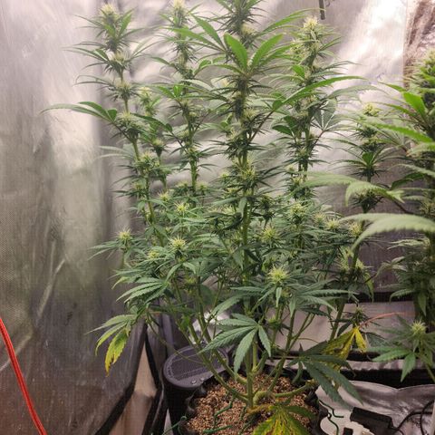 Juicy Fruit #3 growlog timeline photo