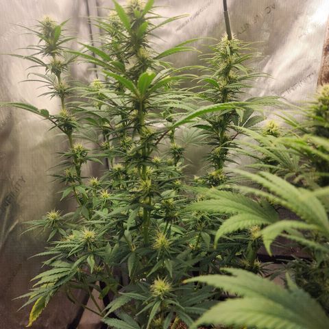 Juicy Fruit #3 growlog timeline photo