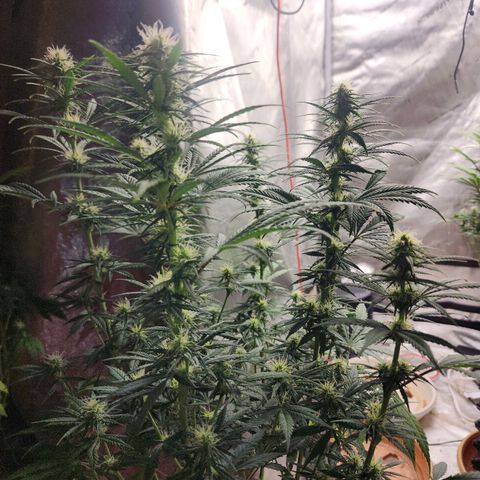 Juicy Fruit #3 growlog timeline photo