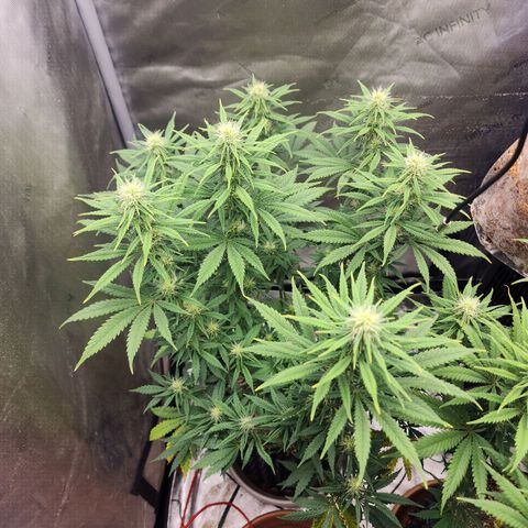 Juicy Fruit #3 growlog timeline photo