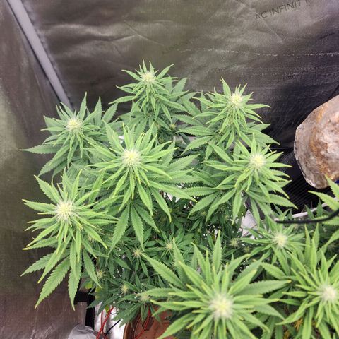 Juicy Fruit #3 growlog timeline photo