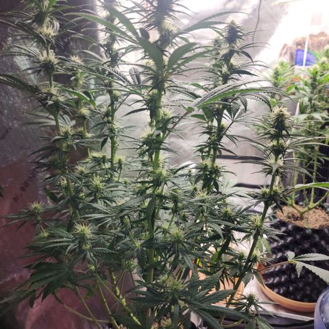 Juicy Fruit #3 growlog timeline photo