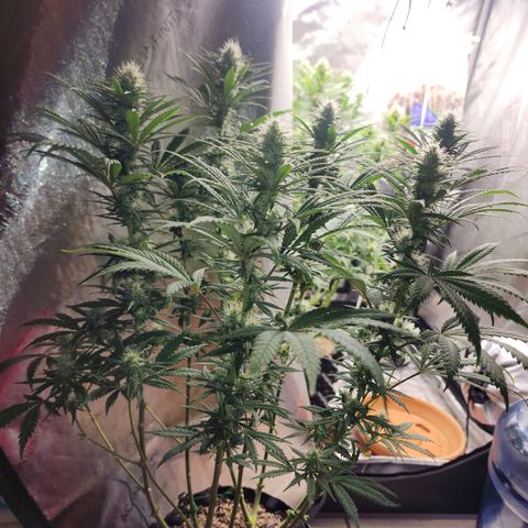 Juicy Fruit #2 growlog timeline photo
