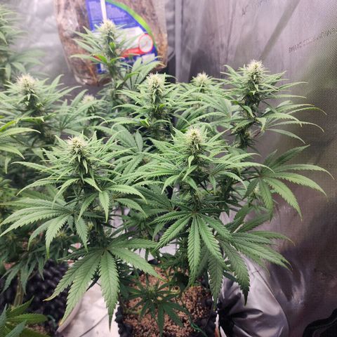 Juicy Fruit #2 growlog timeline photo