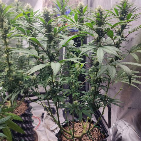 Juicy Fruit #2 growlog timeline photo