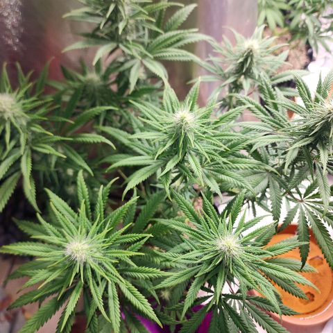Juicy Fruit #2 growlog timeline photo