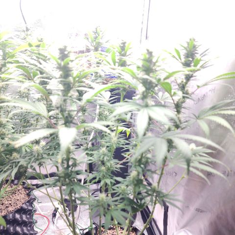 Juicy Fruit #2 growlog timeline photo