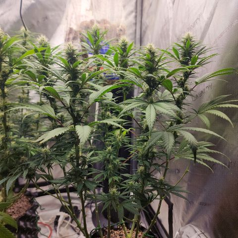 Juicy Fruit #2 growlog timeline photo