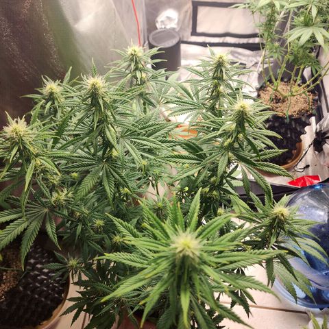 Juicy Fruit #2 growlog timeline photo