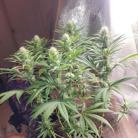 Juicy Fruit #2 growlog timeline photo