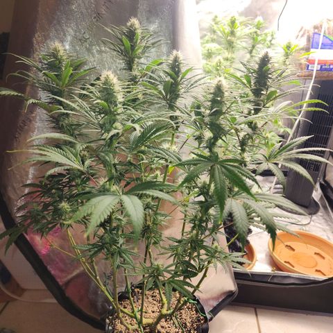 Juicy Fruit #2 growlog timeline photo