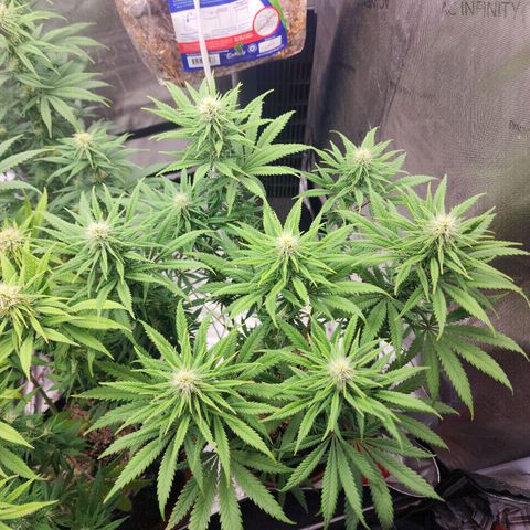 Juicy Fruit #2 growlog timeline photo