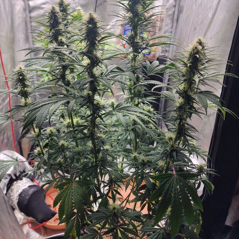 Juicy Fruit #3 growlog timeline photo