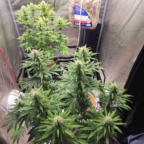Juicy Fruit #3 growlog timeline photo