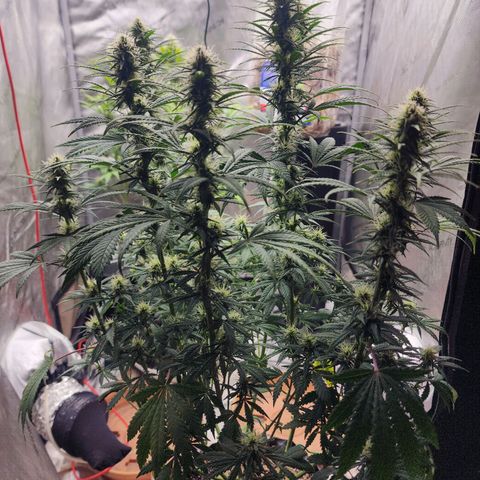 Juicy Fruit #3 growlog timeline photo
