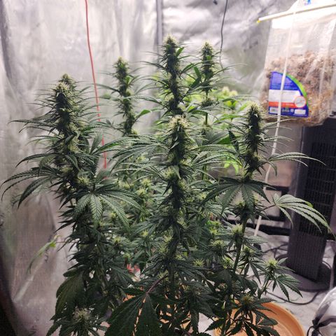 Juicy Fruit #3 growlog timeline photo