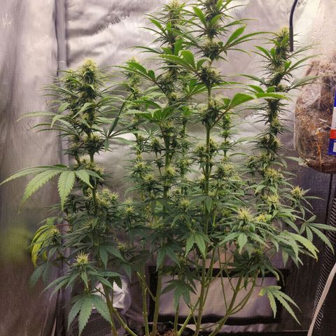 Juicy Fruit #3 growlog timeline photo