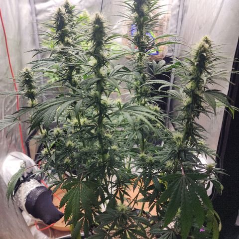 Juicy Fruit #3 growlog timeline photo
