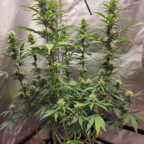 Juicy Fruit #3 growlog timeline photo