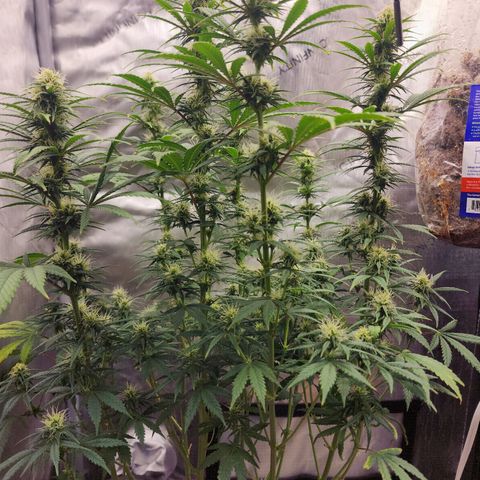 Juicy Fruit #3 growlog timeline photo