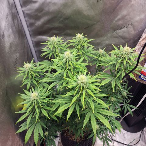 Juicy Fruit #3 growlog timeline photo