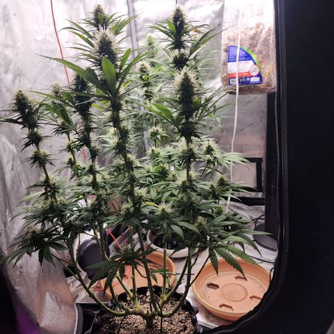 Juicy Fruit #1 growlog timeline photo