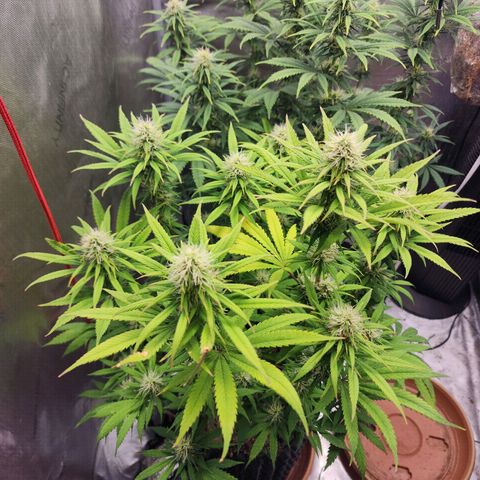 Juicy Fruit #1 growlog timeline photo