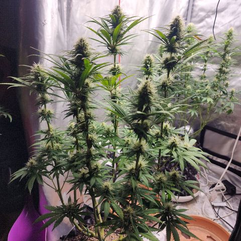 Juicy Fruit #1 growlog timeline photo
